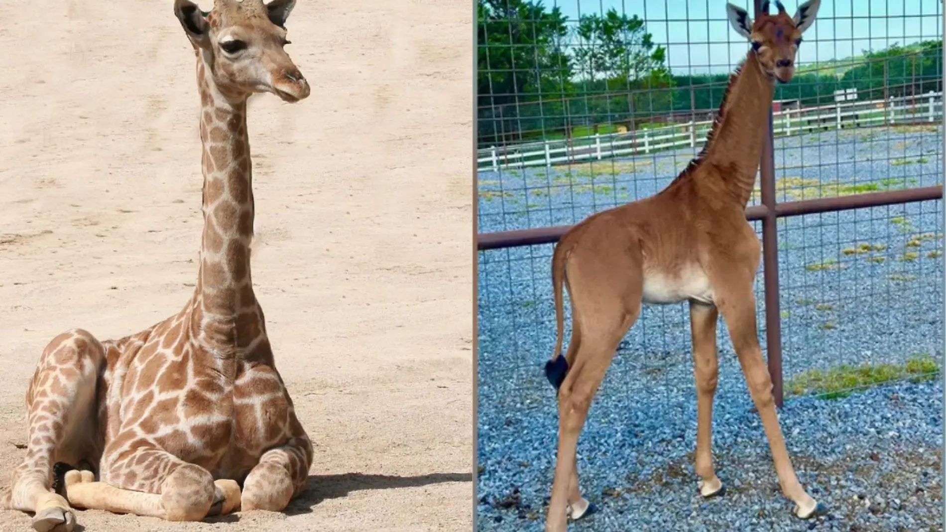 Jirafa bebé sin manchas 